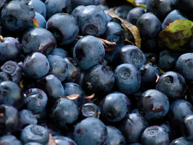 Dehydrated Blueberries Whole