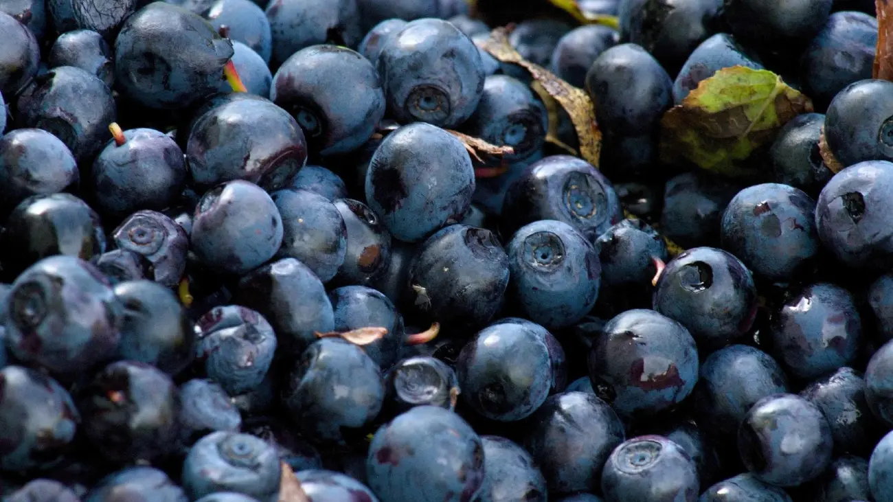 Dehydrated Blueberries
