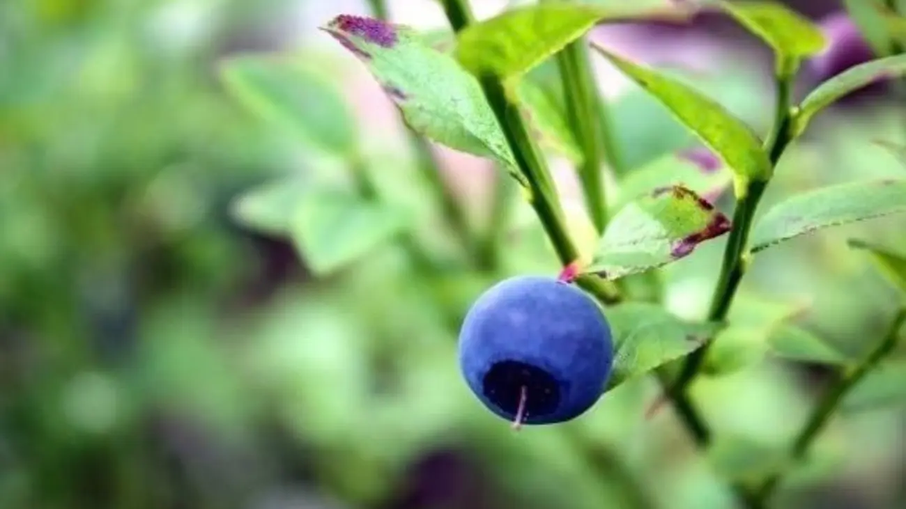 Dehydrated Blueberries